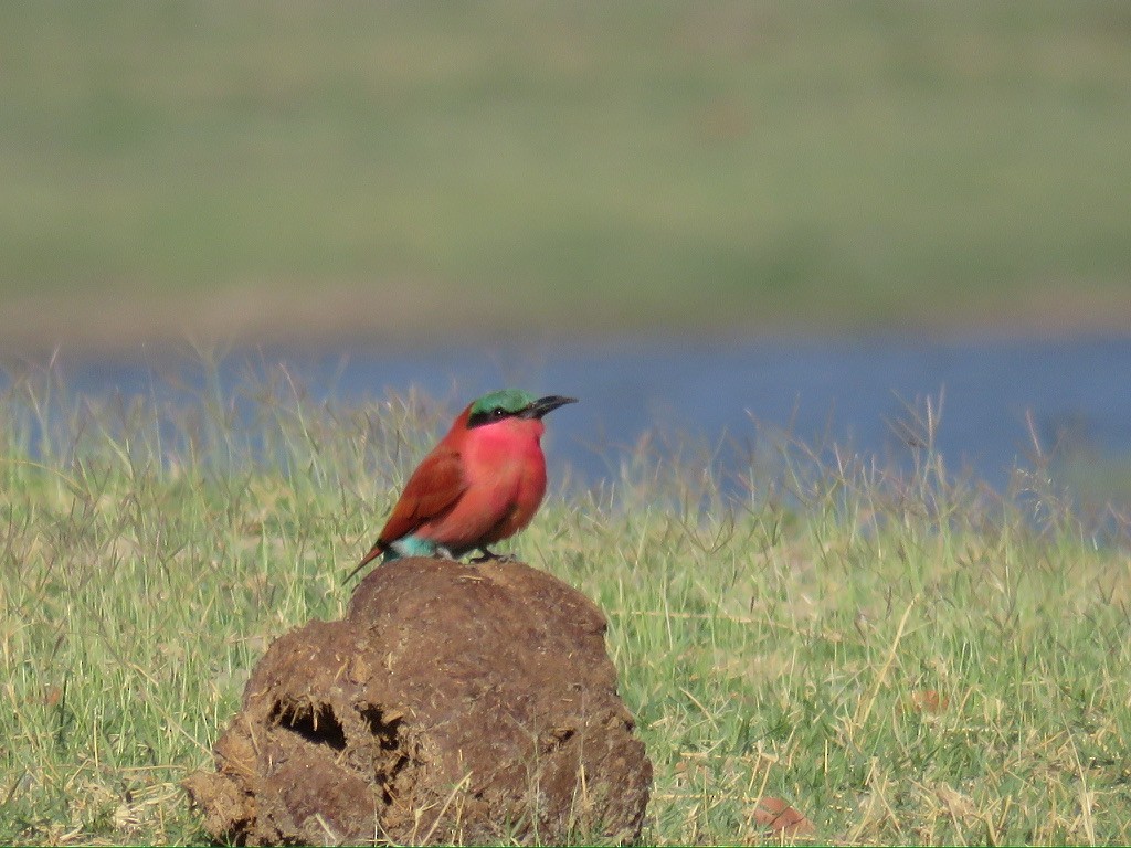 Southern Carmine Bee-eater - ML643985187