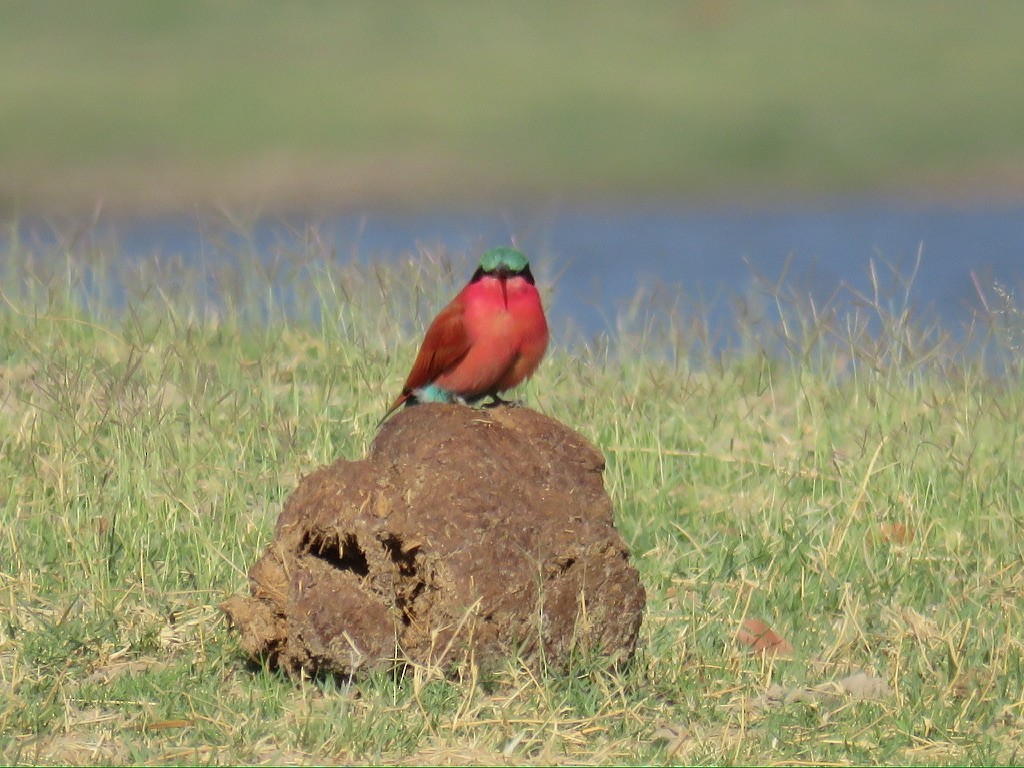Southern Carmine Bee-eater - ML643985188