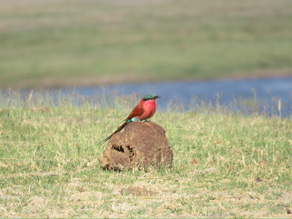 Southern Carmine Bee-eater - ML643985189