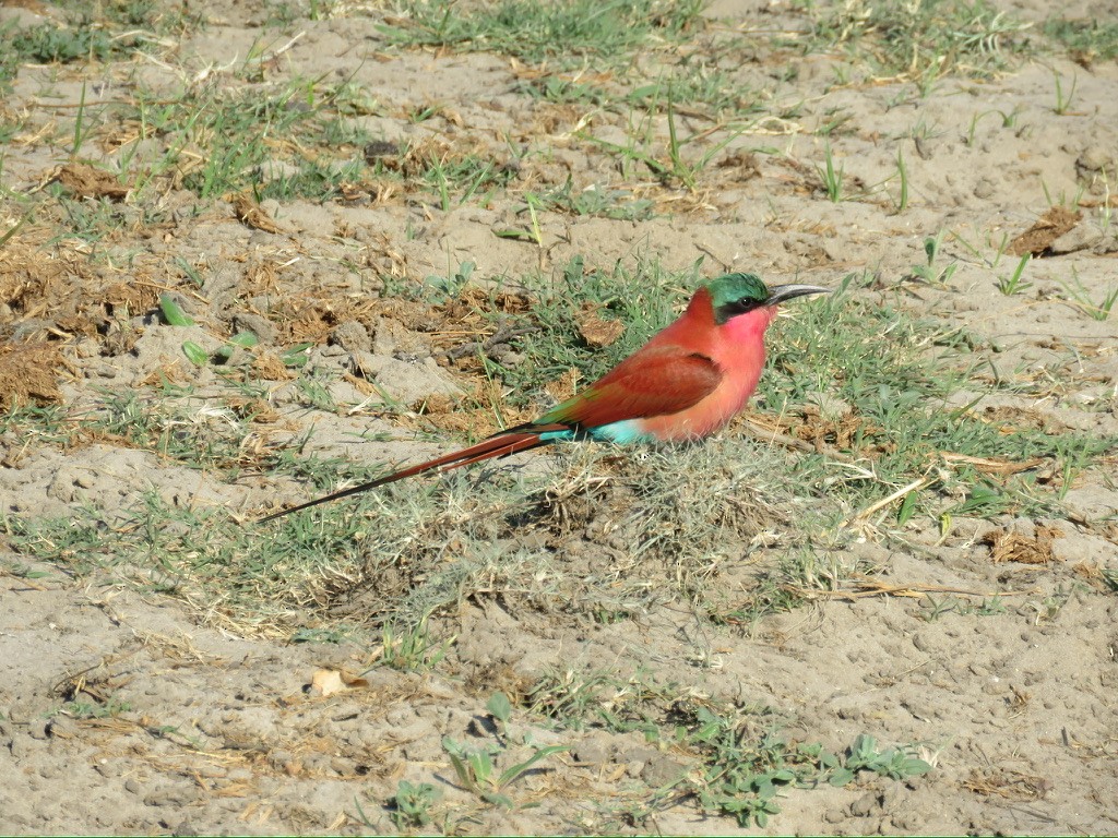 Southern Carmine Bee-eater - ML643985192