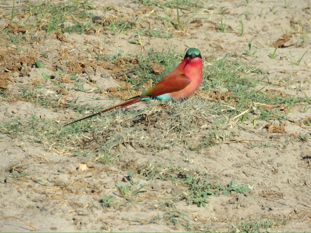 Southern Carmine Bee-eater - ML643985193