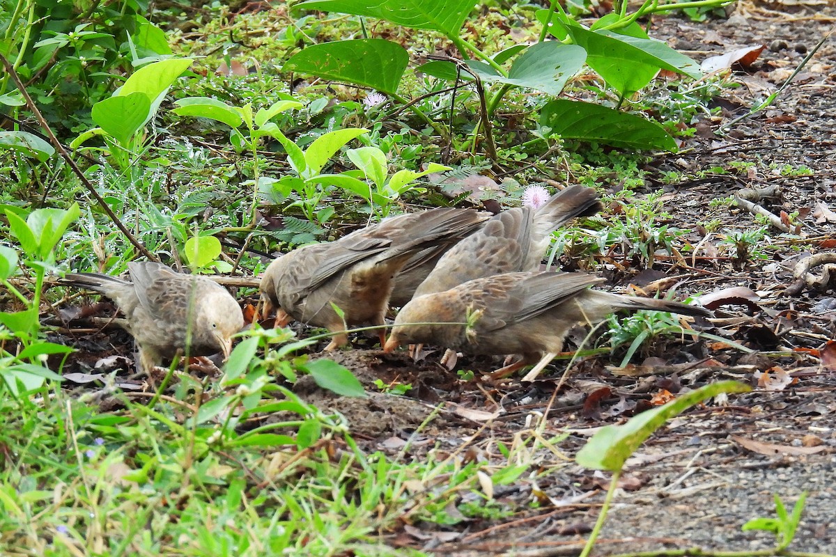 Yellow-billed Babbler - ML643985194