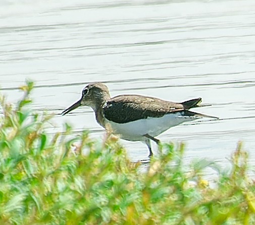 Green Sandpiper - ML643985209