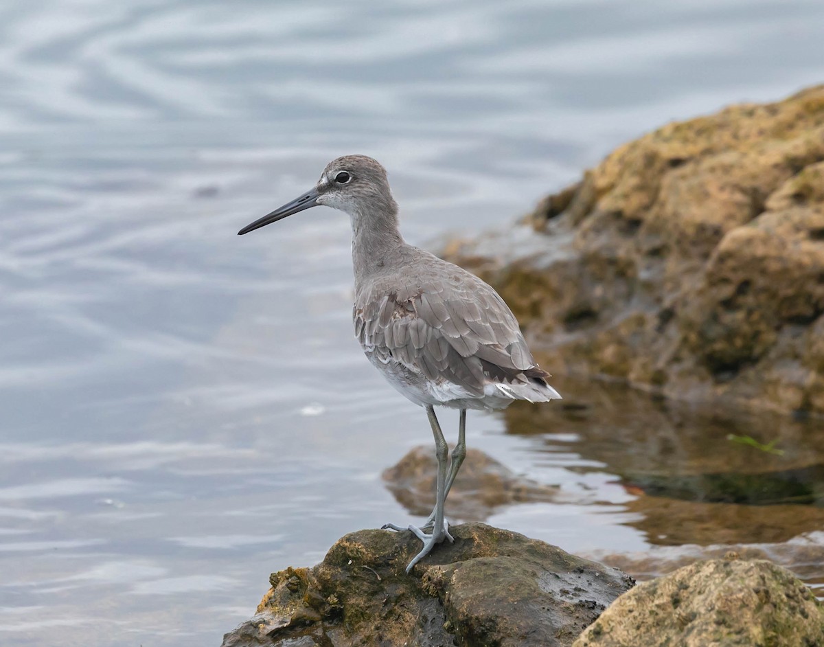 Willet (Western) - ML643985232