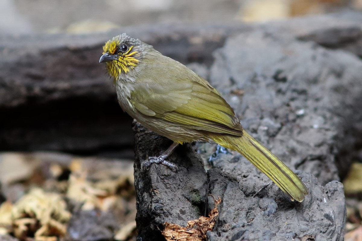 Bulbul de Finlayson - ML643985238