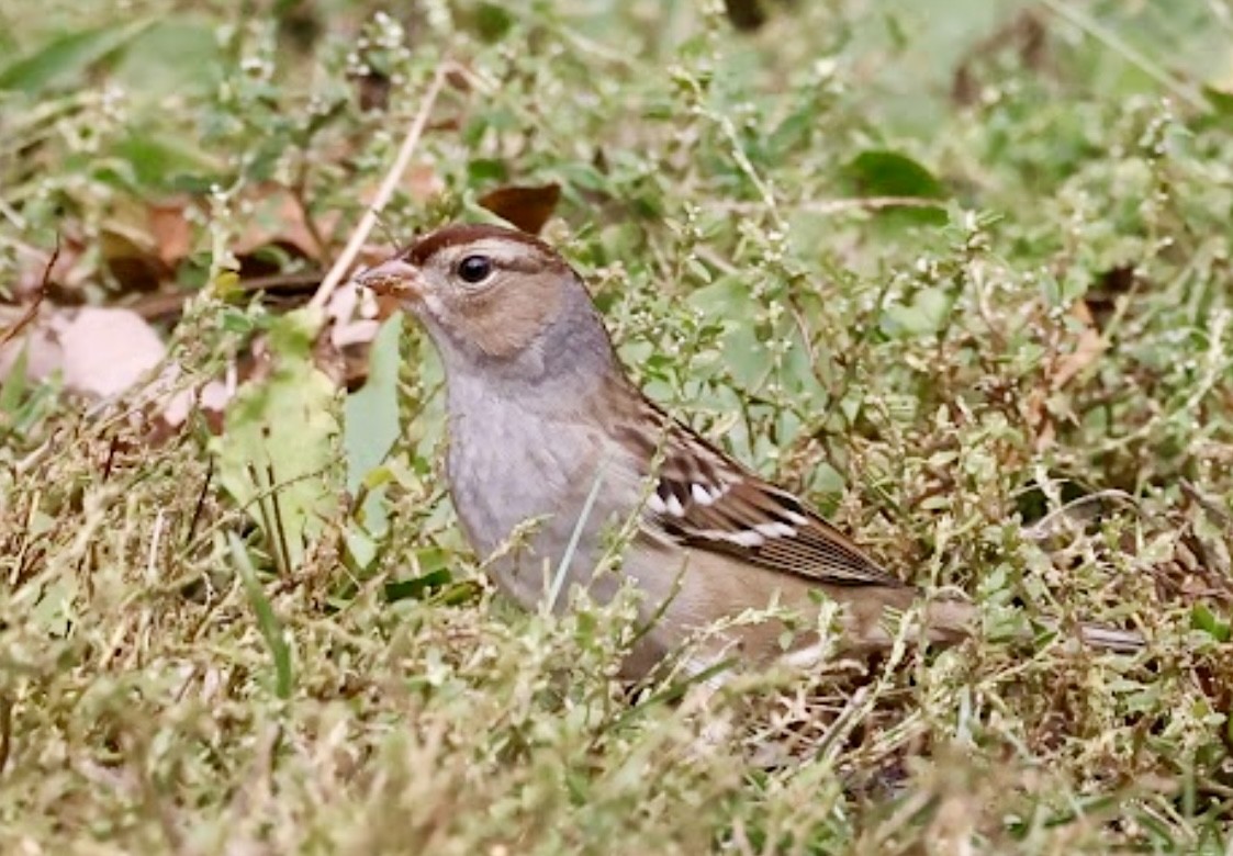 White-crowned Sparrow - ML643985245
