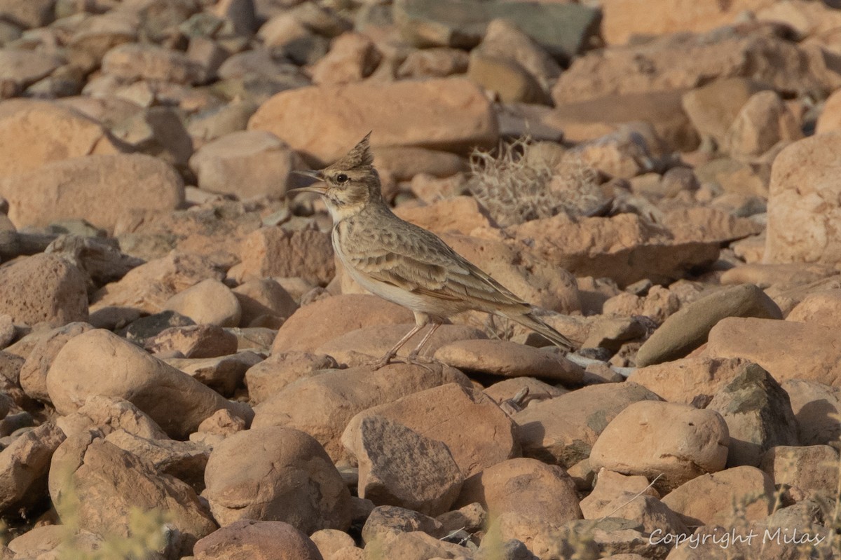 Tepeli Toygar (macrorhyncha/randonii) - ML643985252