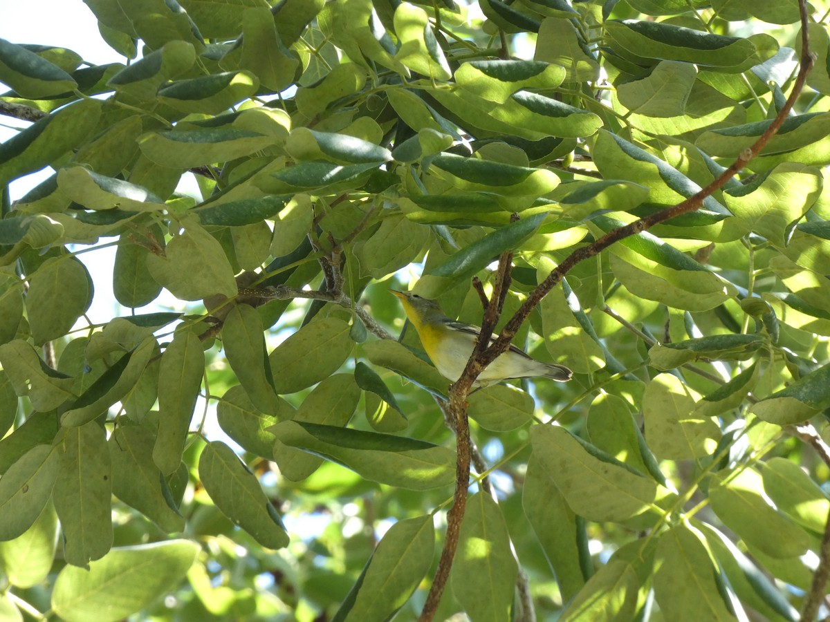 Northern Parula - ML643985258