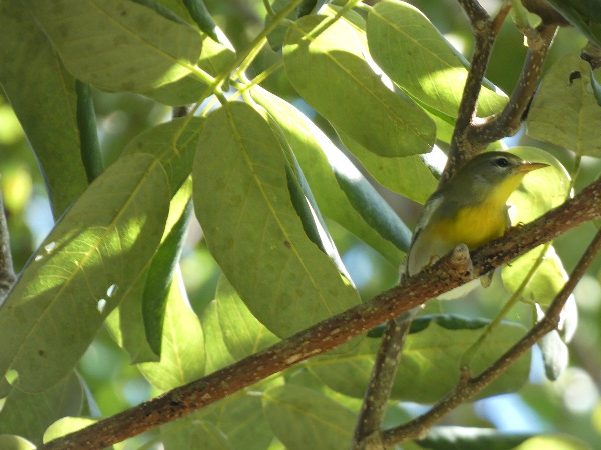 Northern Parula - ML643985259
