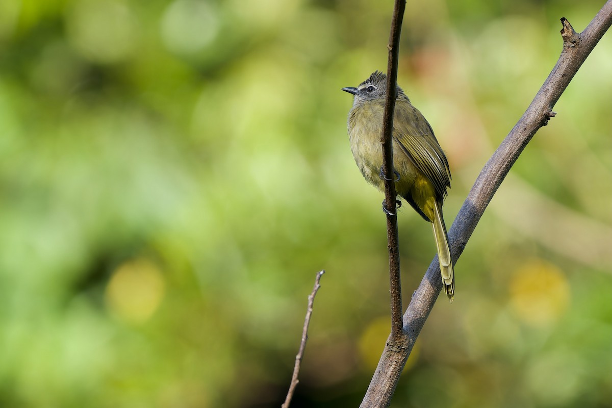 Flavescent Bulbul - ML643985301