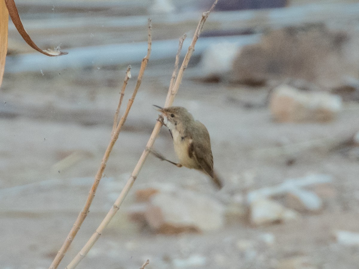 Eastern Olivaceous Warbler - ML643985314