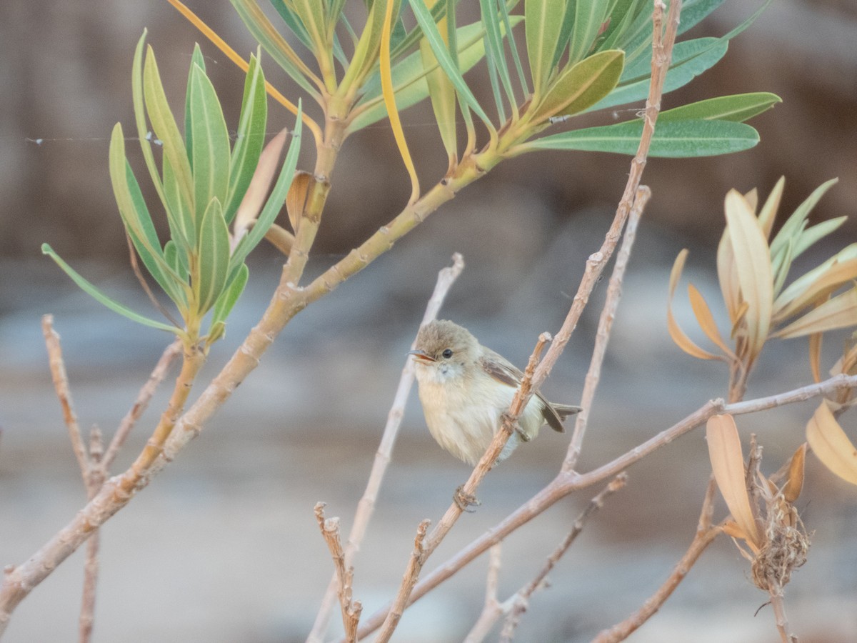 Eastern Olivaceous Warbler - ML643985316