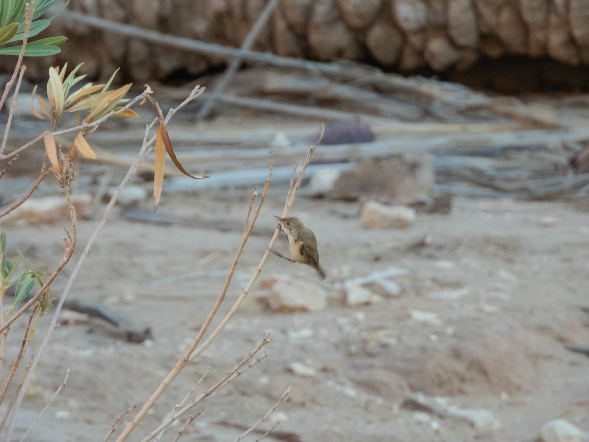 Eastern Olivaceous Warbler - ML643985317