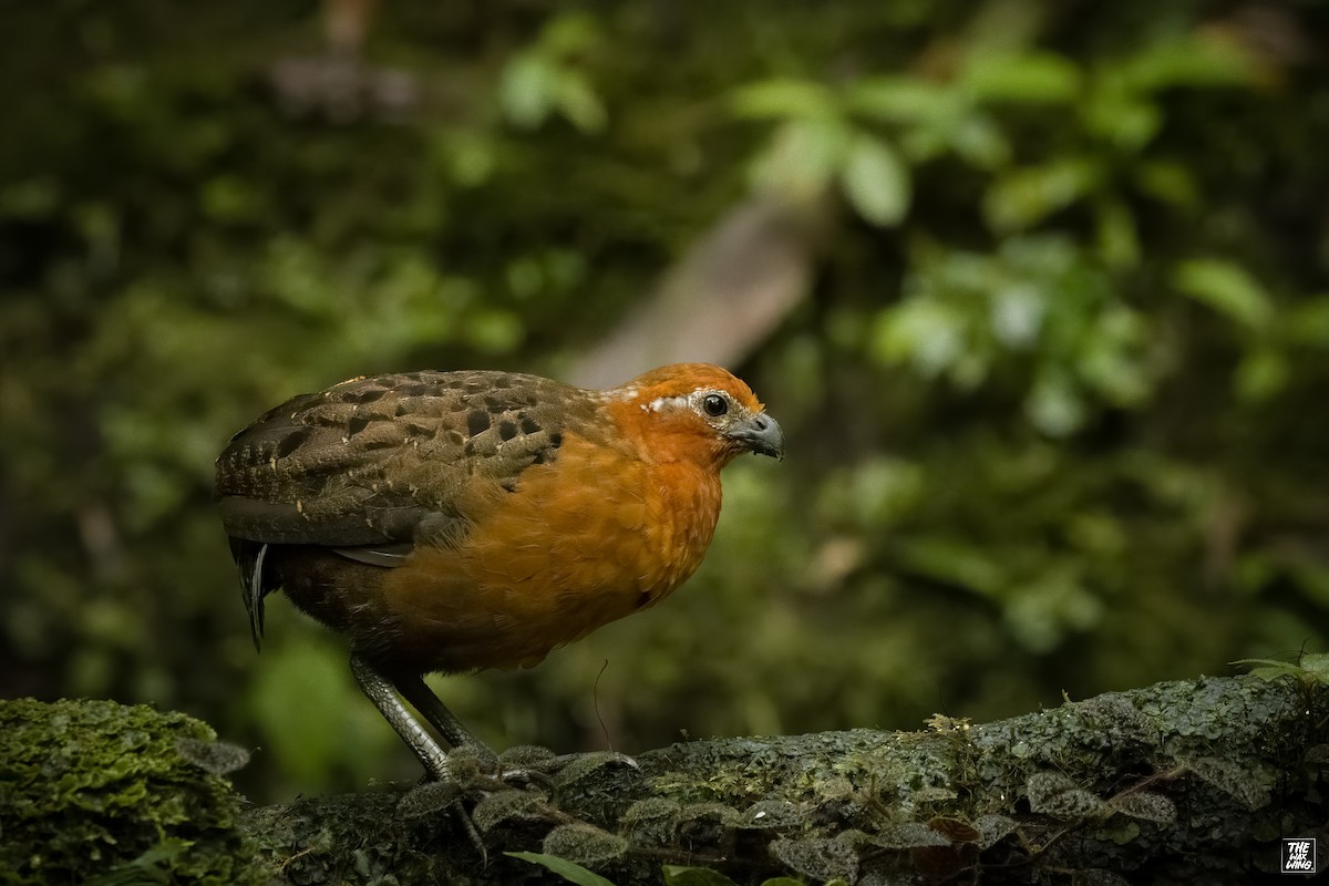 Chestnut Wood-Quail - ML643985327