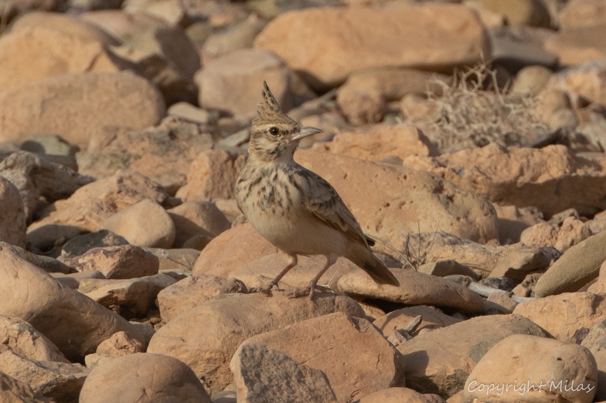 Tepeli Toygar (macrorhyncha/randonii) - ML643985328