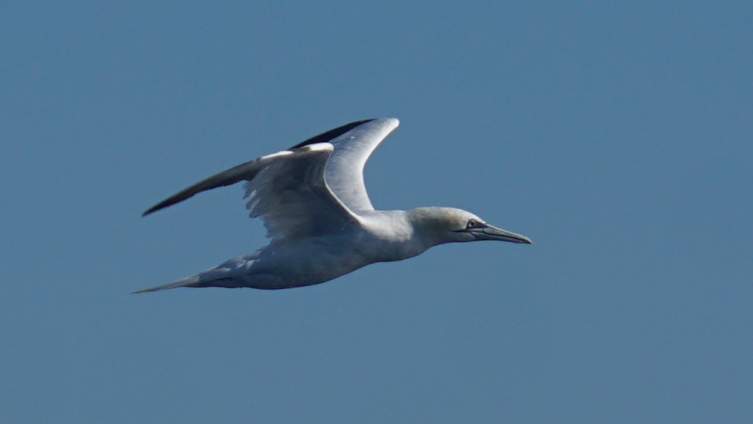 Northern Gannet - ML643985333