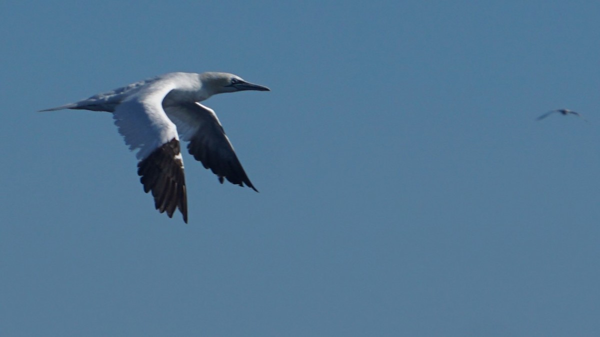 Northern Gannet - ML643985334