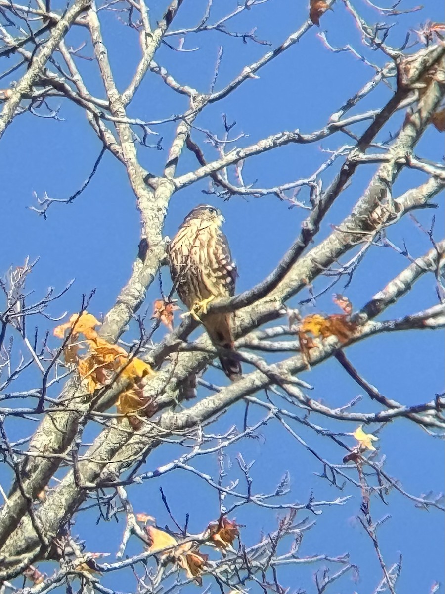 Merlin - ML643985341