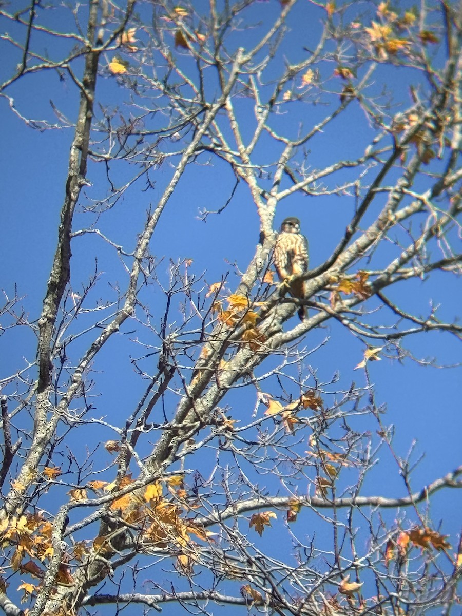 Merlin - ML643985342