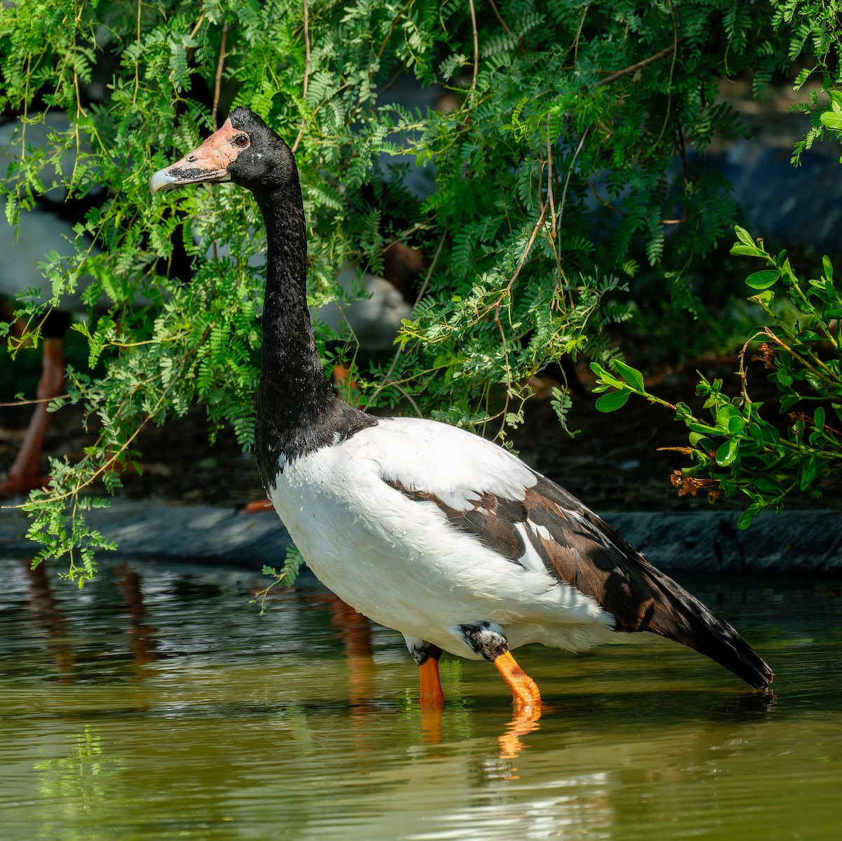 Magpie Goose - ML643985366