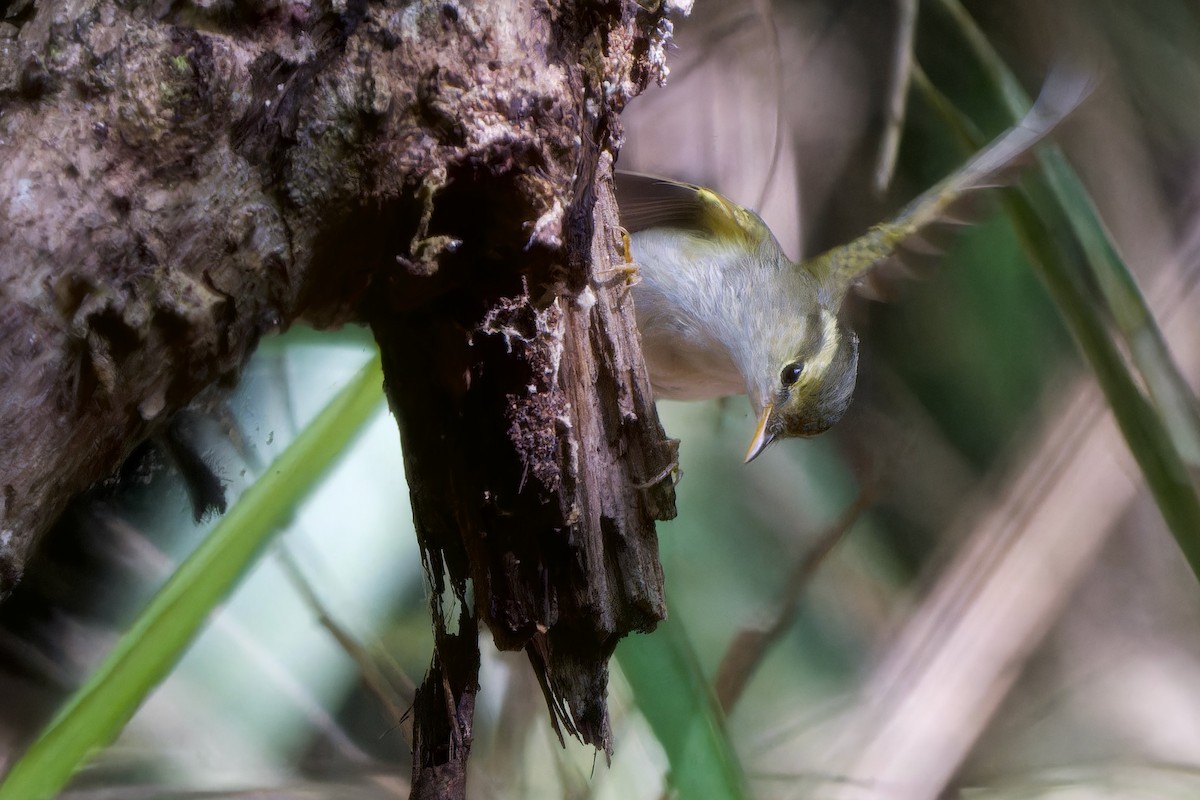 Claudia's Leaf Warbler - ML643985397