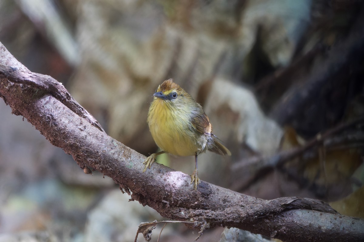 Pin-striped Tit-Babbler (Pin-striped) - ML643985401