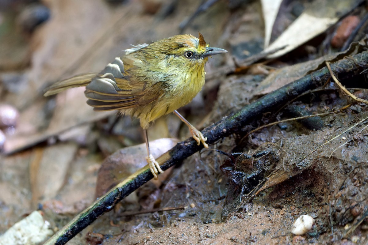 Pin-striped Tit-Babbler (Pin-striped) - ML643985402