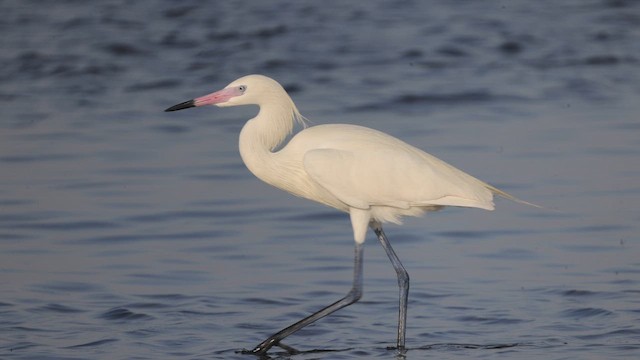 Reddish Egret - ML643985422