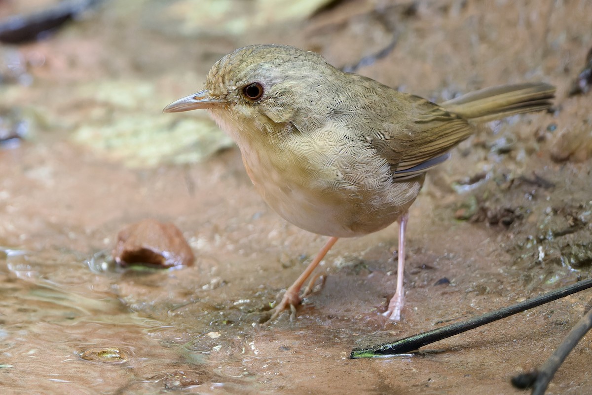 Buff-breasted Babbler - ML643985424