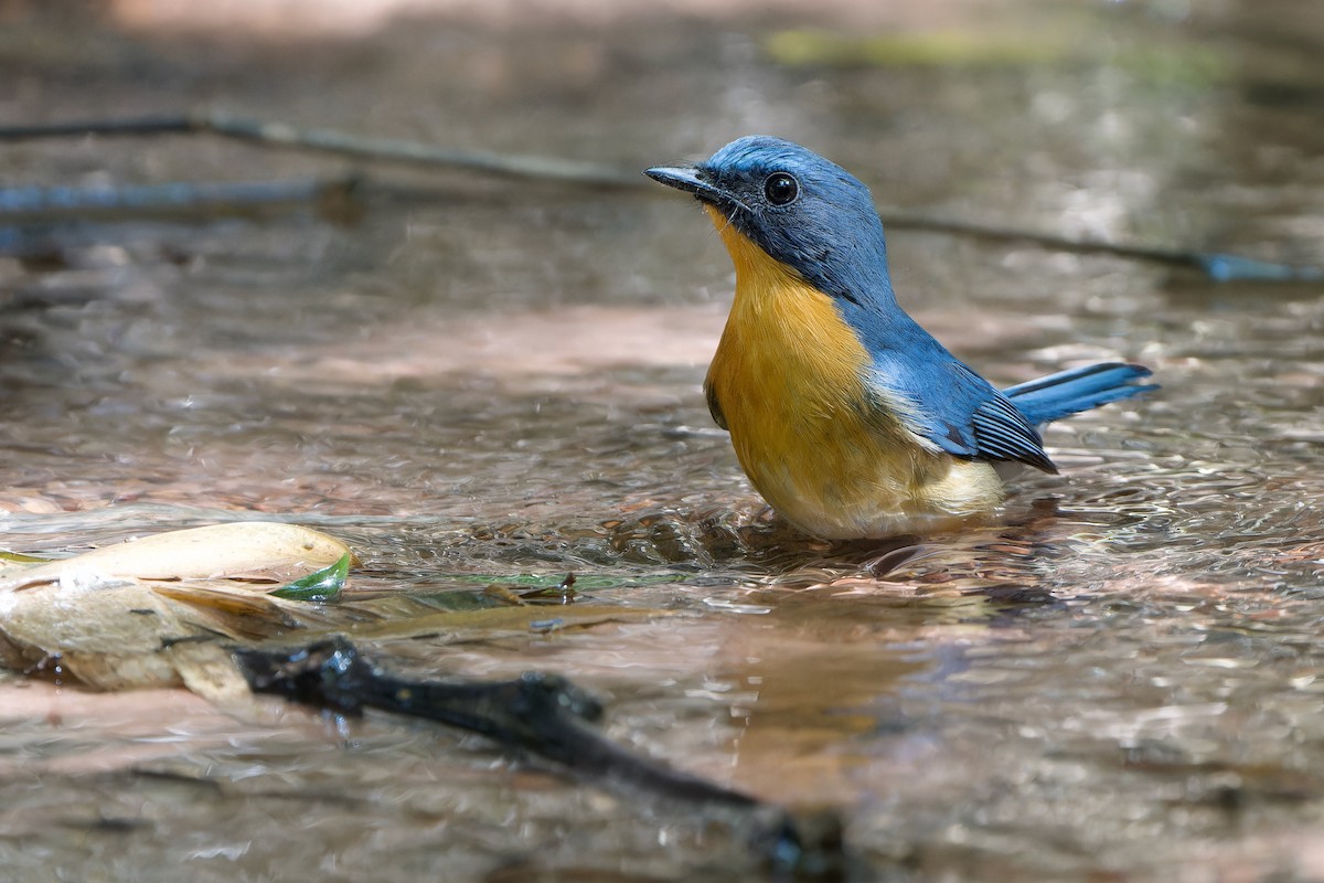 Hill Blue Flycatcher - ML643985426