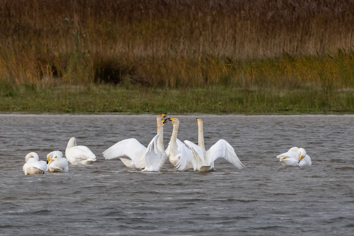 Whooper Swan - ML643985440