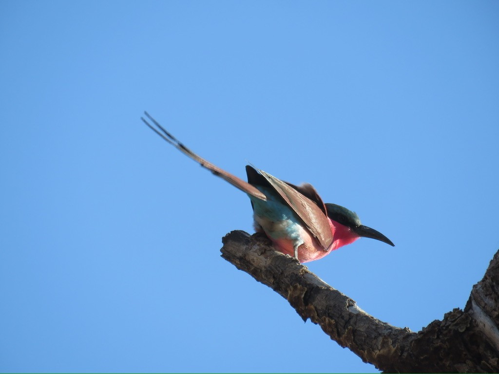 Southern Carmine Bee-eater - ML643985463