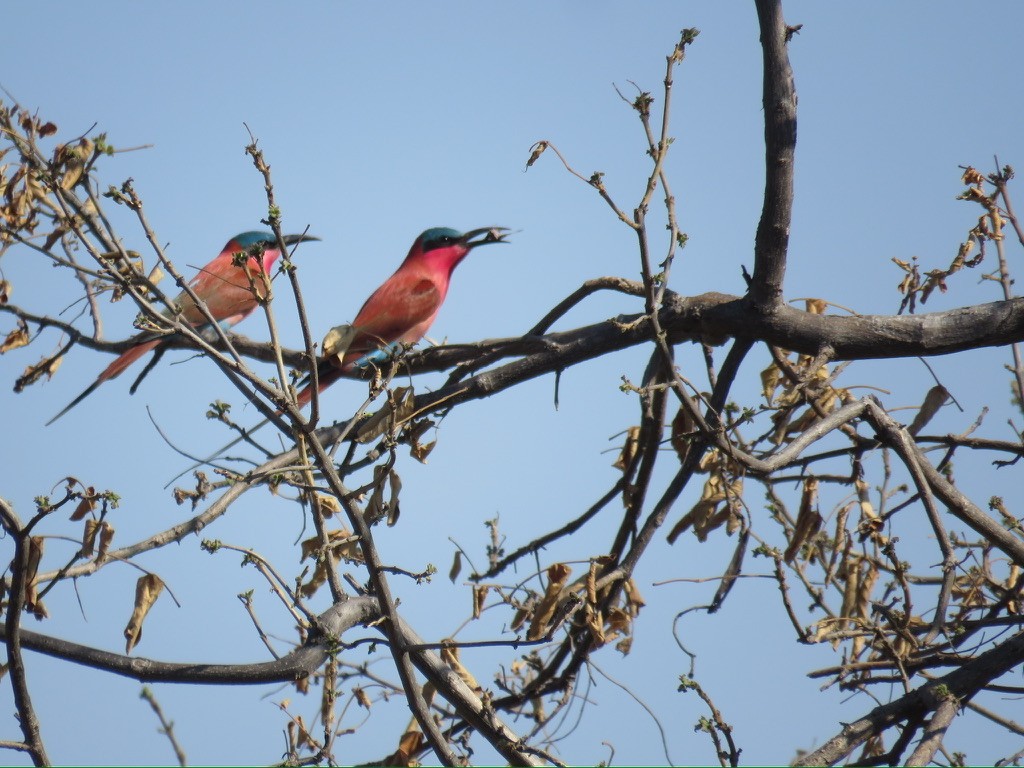 Southern Carmine Bee-eater - ML643985464