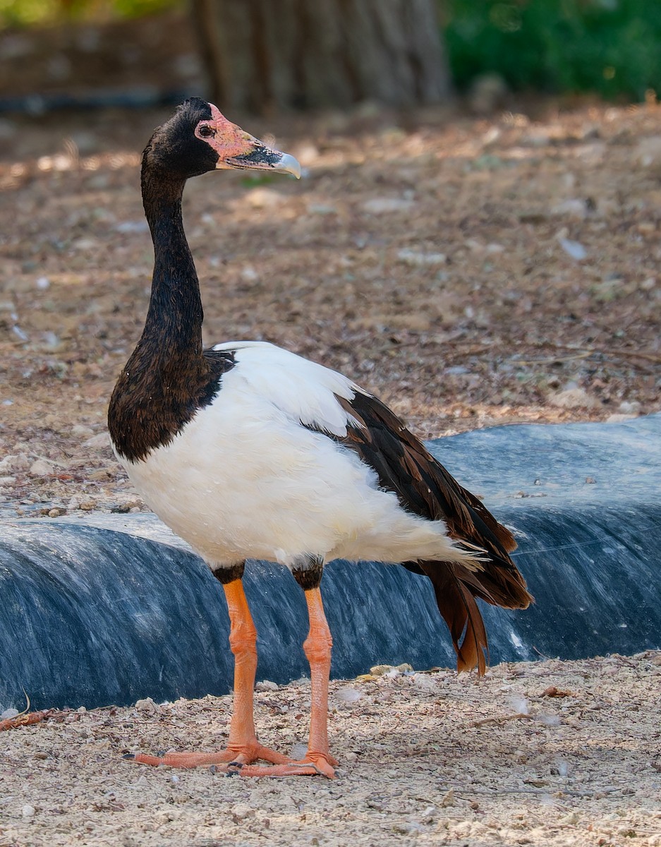 Magpie Goose - ML643985467