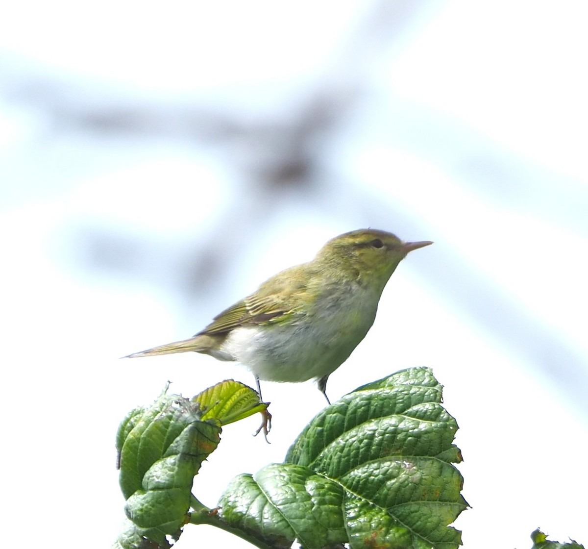 Waldlaubsänger - ML643985469