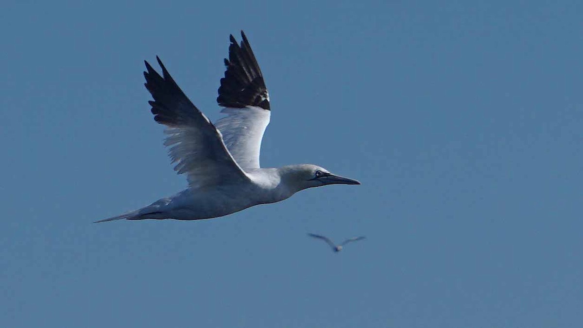 Northern Gannet - ML643985490