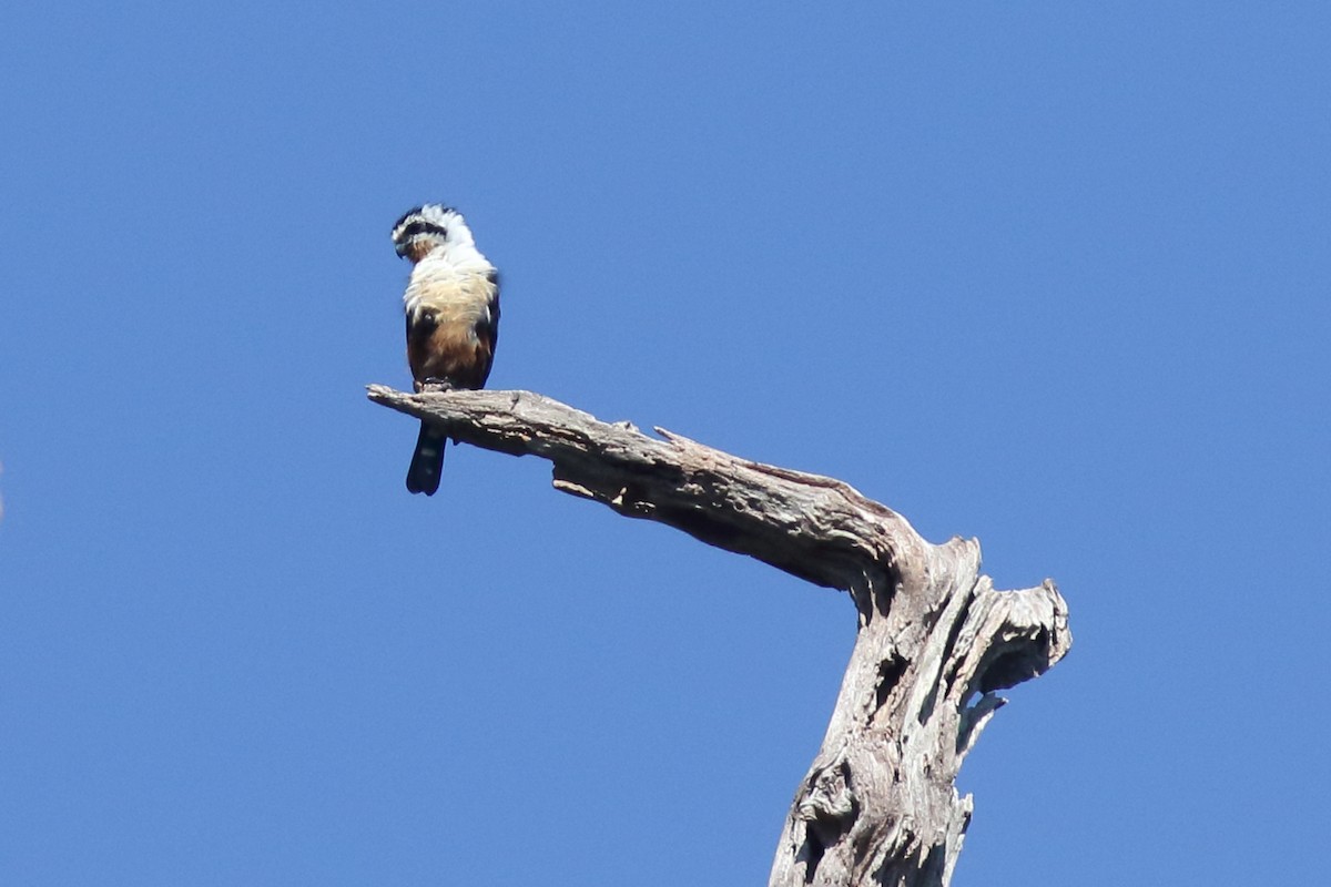 Falconete Acollarado - ML643985495