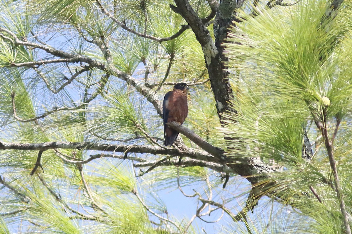 Asya Delice Doğanı - ML643985501