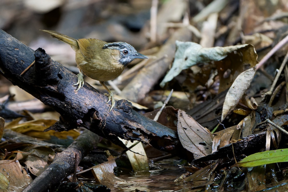 Gray-throated Babbler - ML643985513