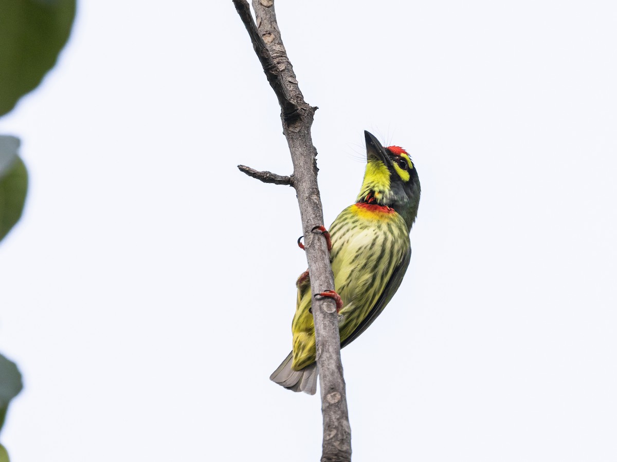 Coppersmith Barbet - ML643985519