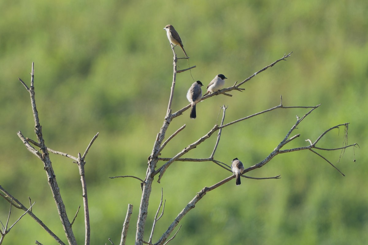 Sooty-headed Bulbul - ML643985525