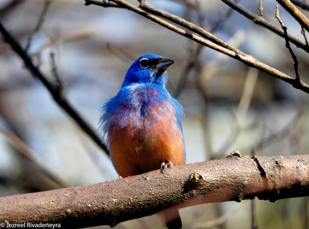 rosenbukspurv - ML643985532