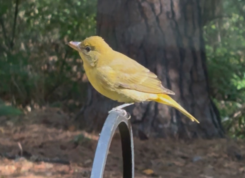 Piranga gorria - ML643985539