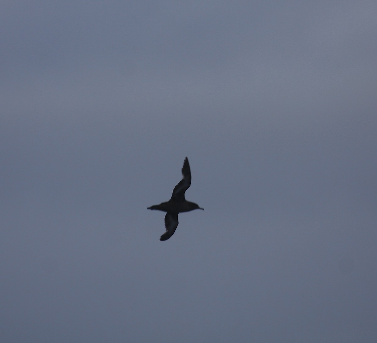 Sooty Shearwater - ML643985550