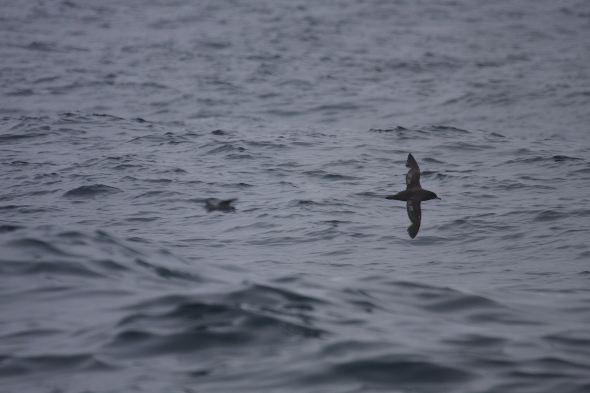 Sooty Shearwater - ML643985551