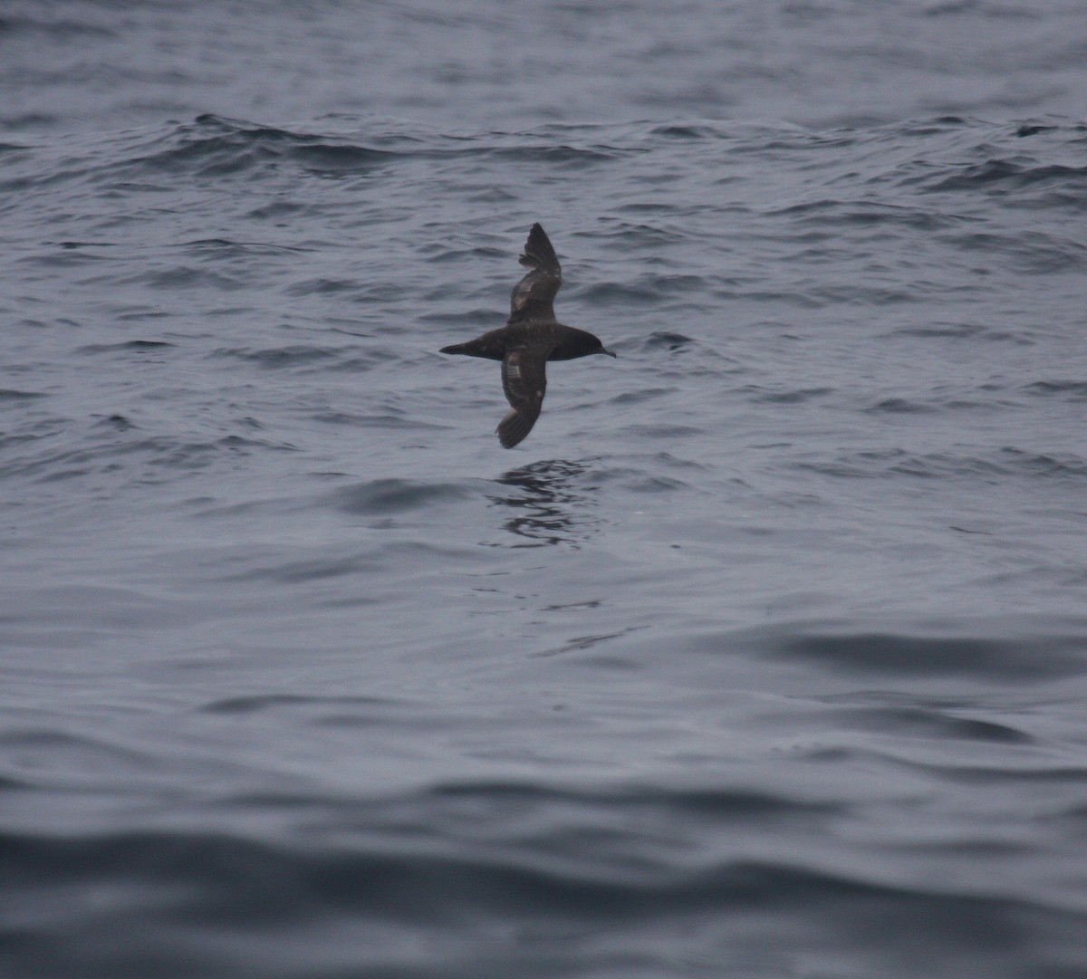 Sooty Shearwater - ML643985552