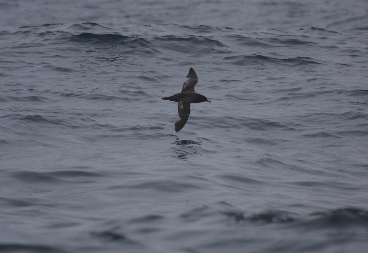 Sooty Shearwater - ML643985554