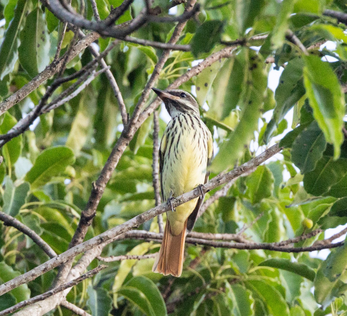 Sulphur-bellied Flycatcher - ML643985594