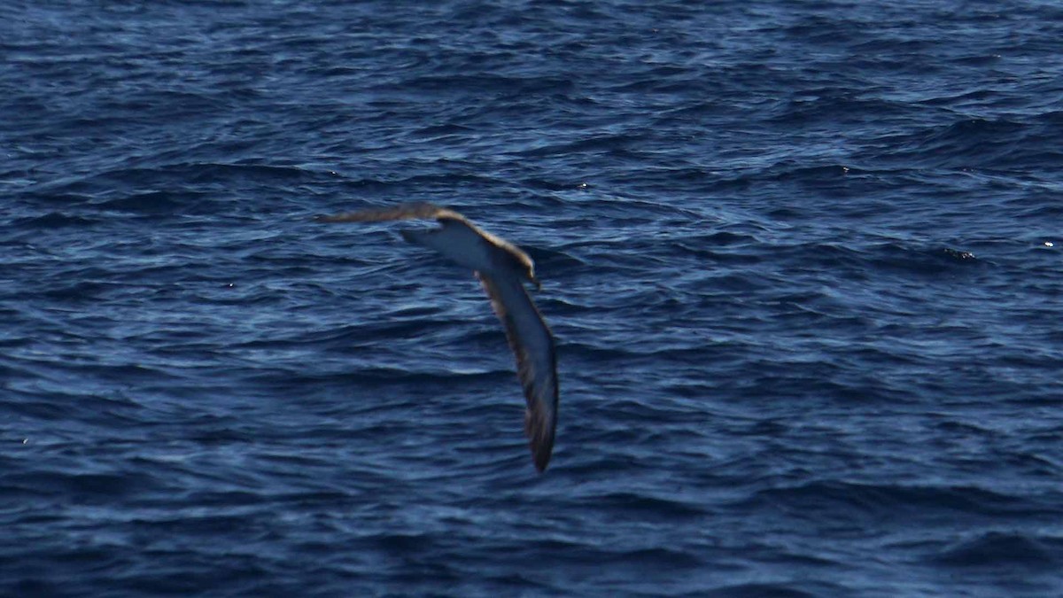 Cory's Shearwater - ML643985597