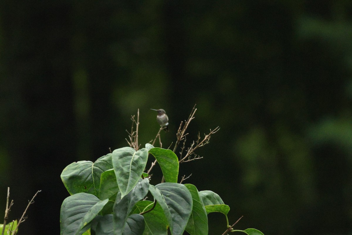 Ruby-throated Hummingbird - ML643985598